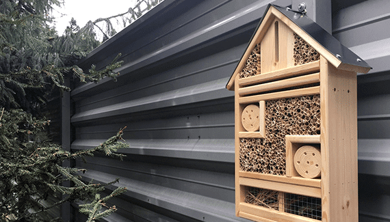 Hedgehogs and swifts have made their home in Focus
